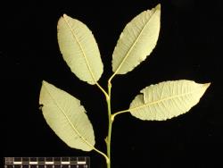 Salix caprea. Lower leaf surfaces.
 Image: D. Glenny © Landcare Research 2020 CC BY 4.0